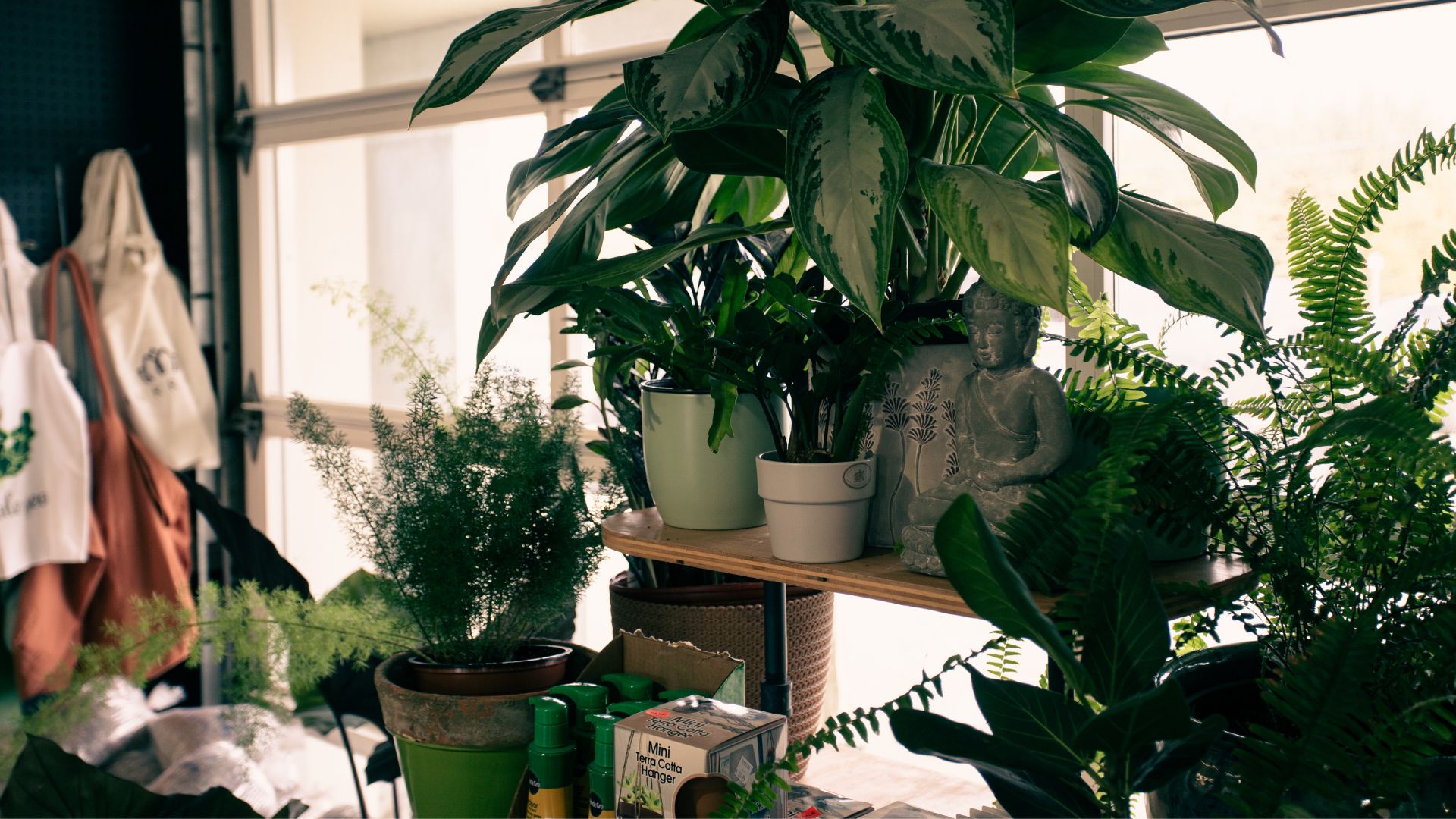 People Are Becoming Plant Parents After Covid